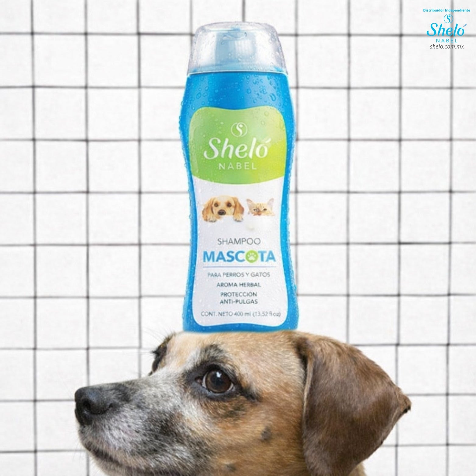 SHAMPOO MASCOTA